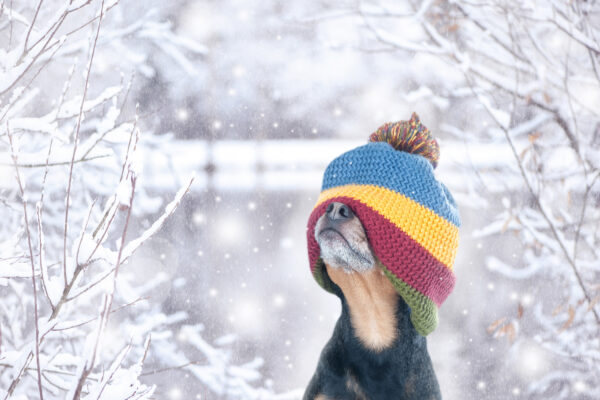 Cold weather pet care