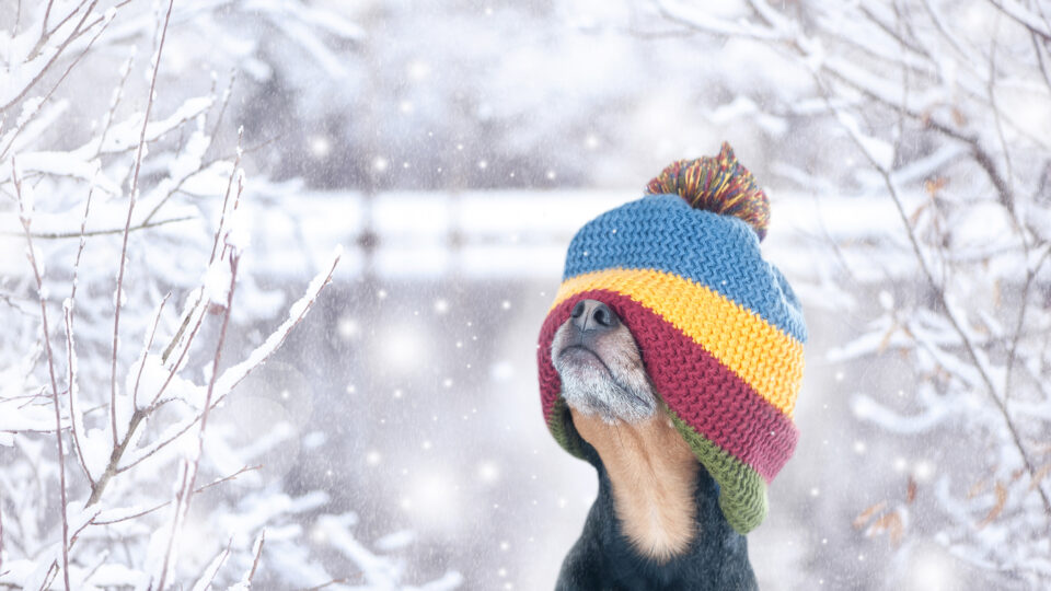 Cold weather pet care