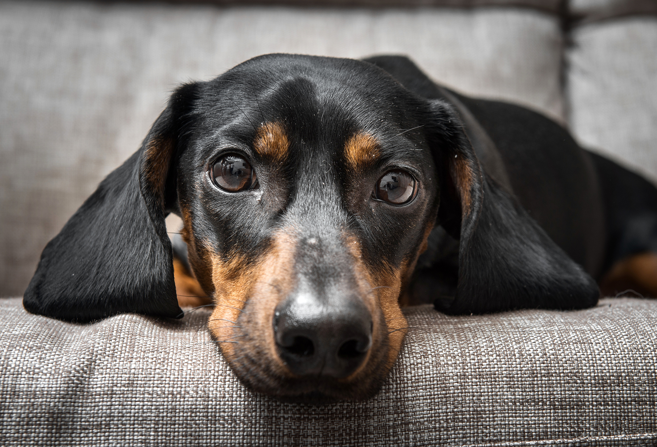 Pets Getting Sicker