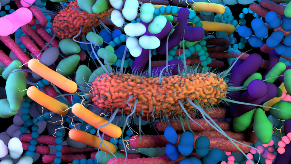 The Global Gut Microbiome