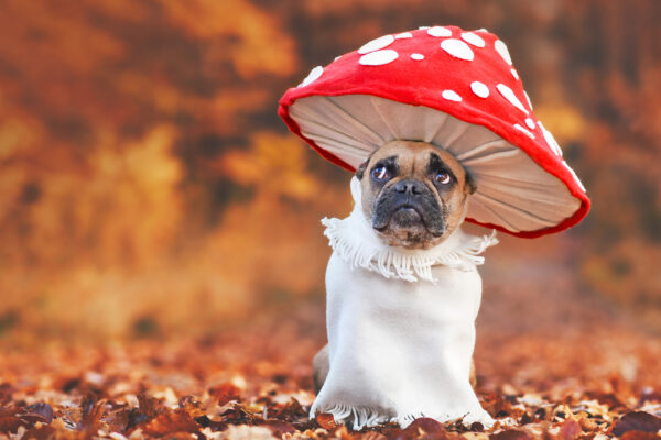 Top 10 Halloween Pet Health and Safety Tips