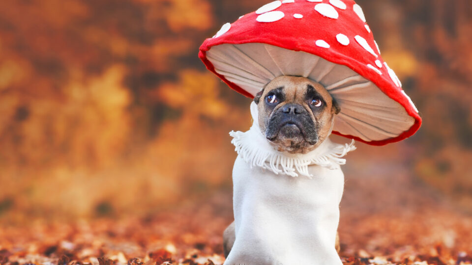 Top 10 Halloween Pet Health and Safety Tips
