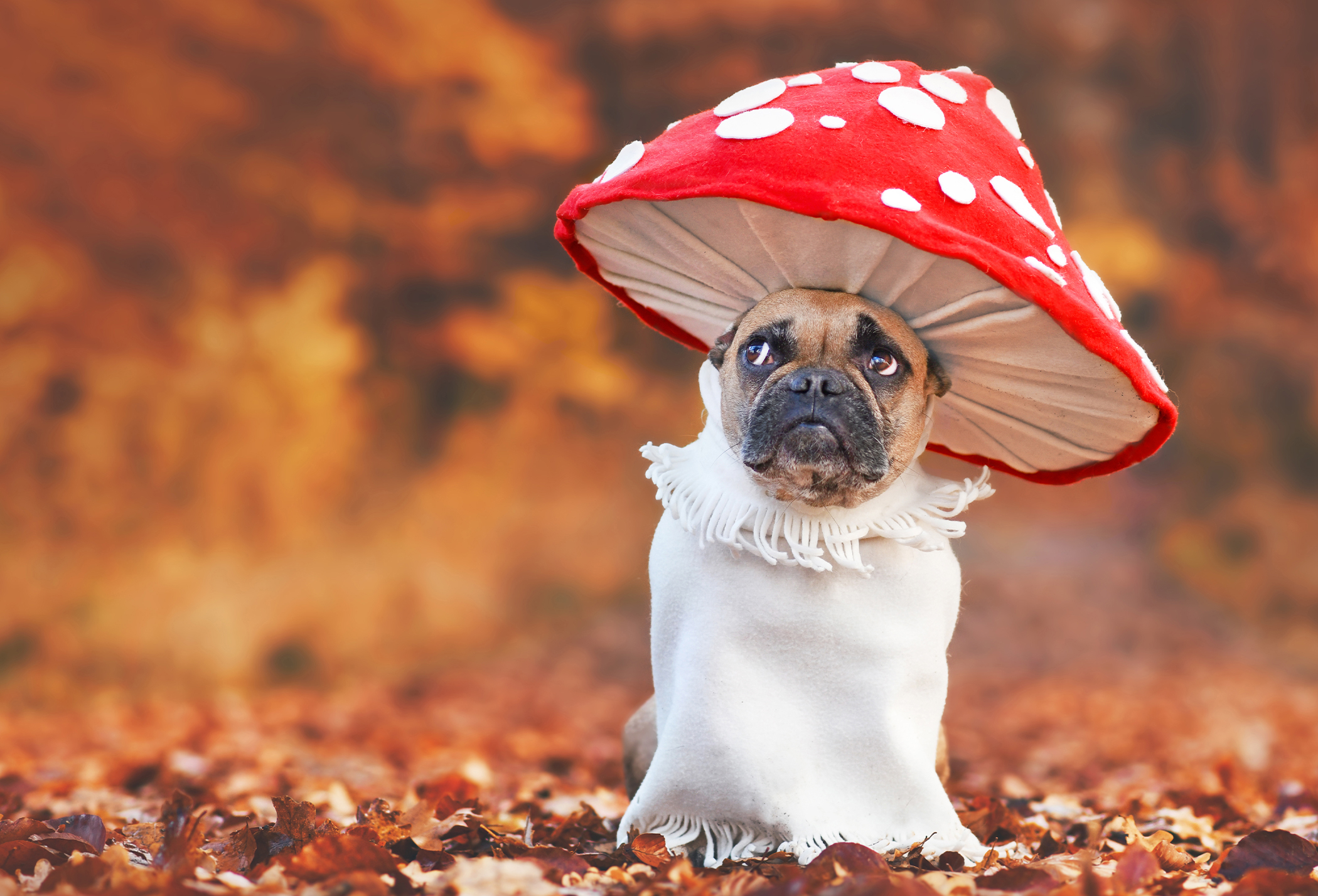 Top 10 Halloween Pet Health and Safety Tips